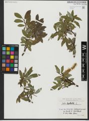 Foto von Salix hastata L.